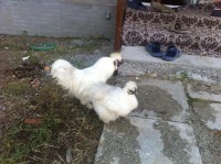 Pereche gaini matase japoneza 